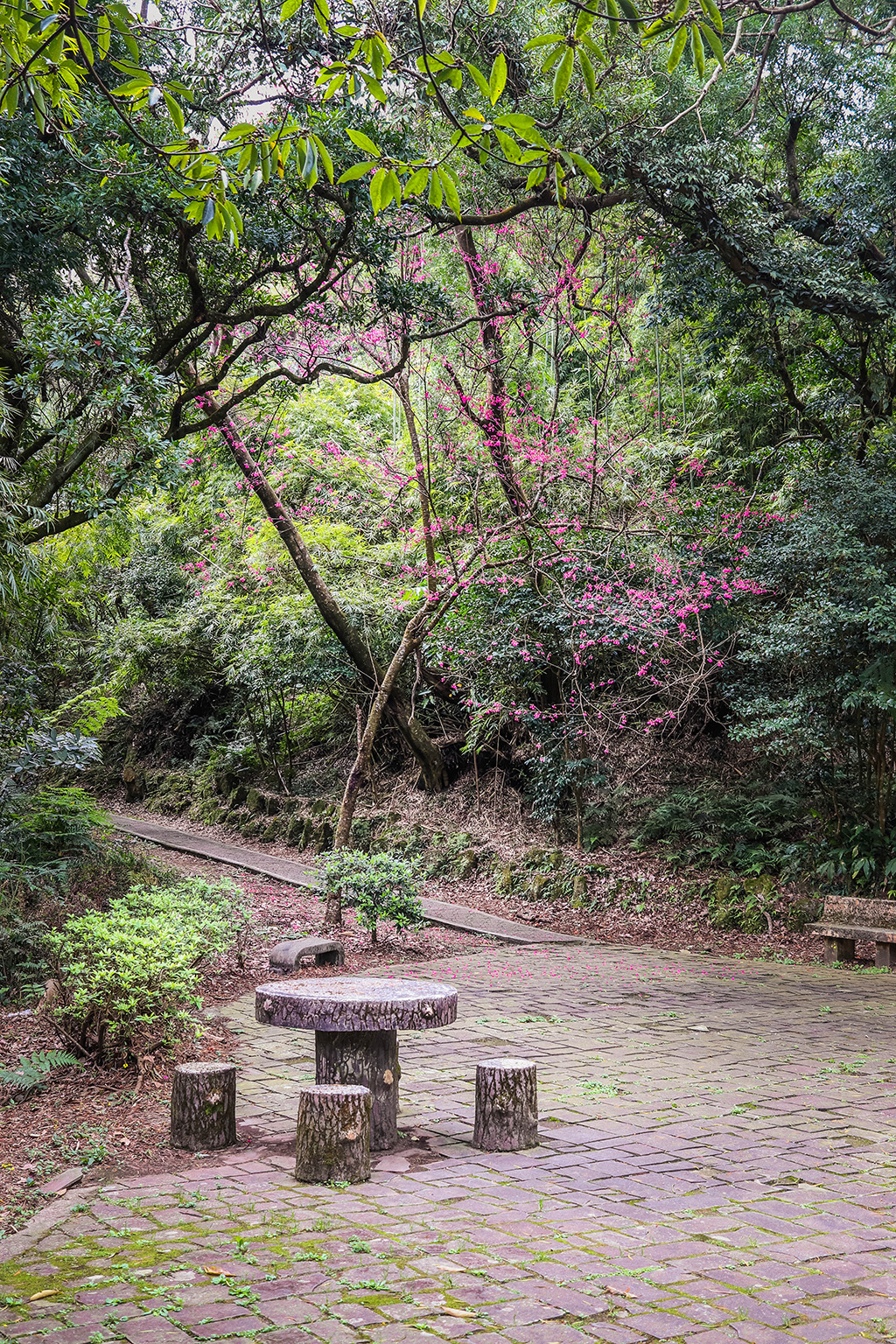 cherryblossoms 2