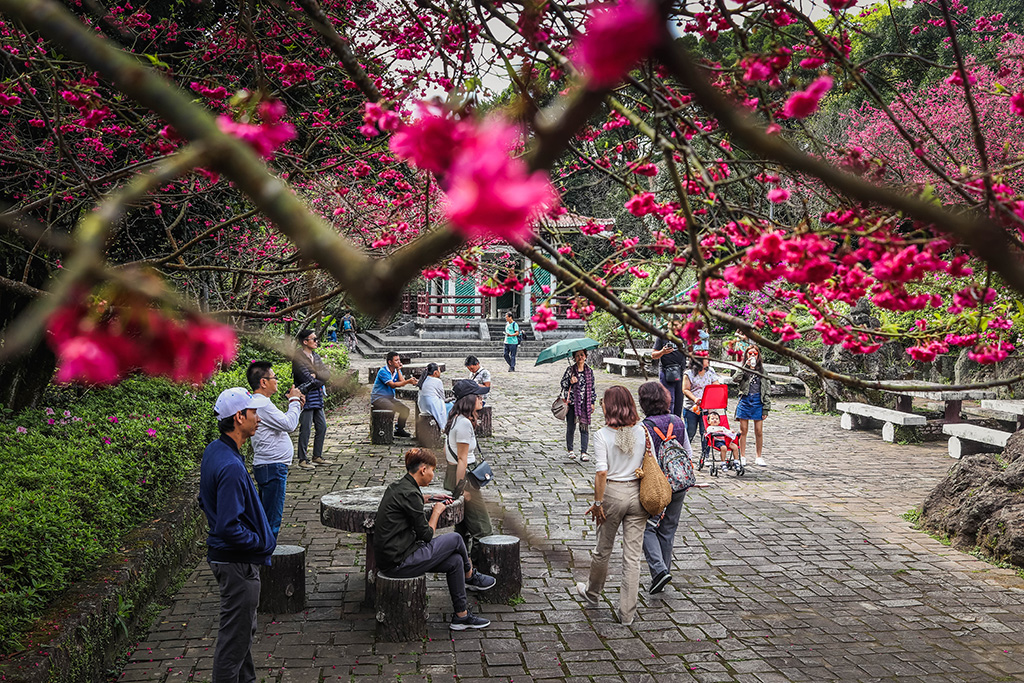 cherryblossoms 4